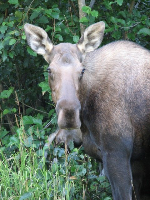 04 - Alaska 2010 070